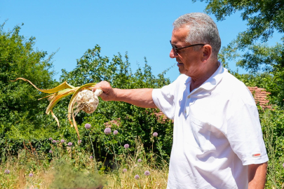 Çaycuma’da sarımsak hasadı başladı!