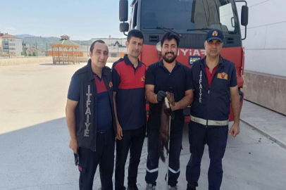 BODRUM KATA GİREN SANSAR YAKALANDI!