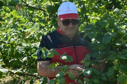 Zonguldak'ta fındık mesaisi başladı!