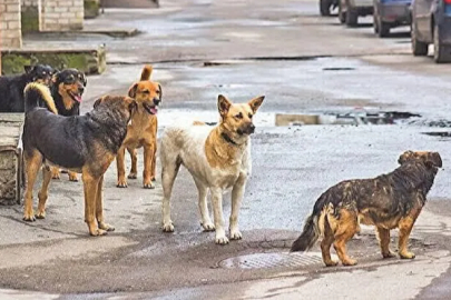 Zonguldak'ta köpek dehşeti: 15 yaşındaki çocuk ölümden döndü