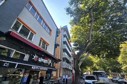 Tabela görünsün diye ağaçları kestiler