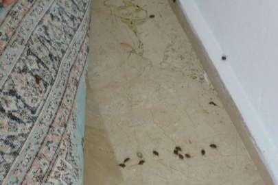Havaların Serinlemesiyle Kokarcalar Evlere Girmeye Başladı!