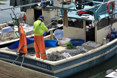 Zonguldak'ta balıkçılarda palamut heyecanı: Denizde ağlar dolacak!