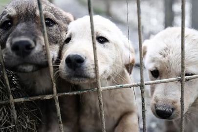 Muhtar duyurdu! 8 Kamyon köpek toplandı