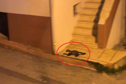 Zonguldak’ta panik büyüyor! Kapıları kilitleyin