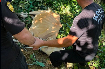 Kozlu'da Kanala Düşen İnek kurtarıldı!