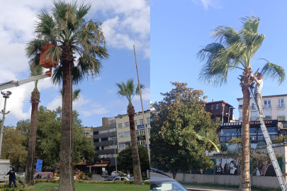 KDZ. EREĞLİ’NİN TROPİKAL DOKUSU BAKIMA ALINDI