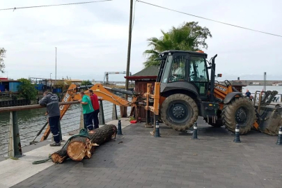 Zonguldak'ta Liman Kıyısına Vuran Dev Ağaç Kütüğü Denizden Çıkarıldı