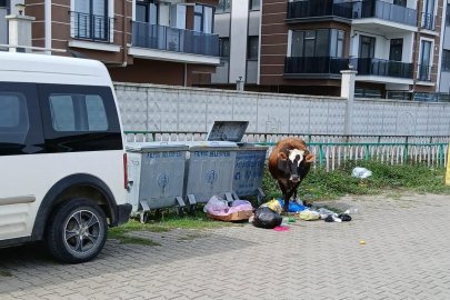 Filyos'ta büyükbaş hayvanlar ortalığı dağıttı!